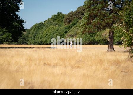 Heute ein Läufer im Wanstead Park im Nordosten Londons. Großbritannien ist auf eine weitere Hitzewelle vorbereitet, die länger dauern wird als die rekordverdächtige heiße Phase im Juli, und es werden Hochs von bis zu 35C erwartet, die nächste Woche stattfinden werden. Bilddatum: Montag, 8. August 2022. Stockfoto