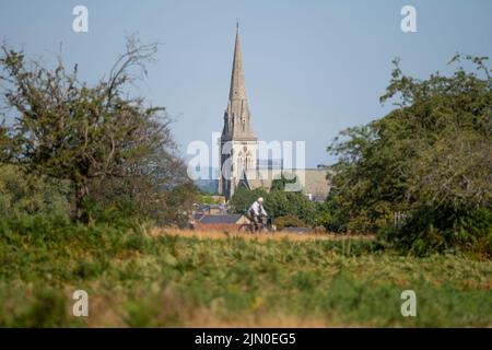 Richmond Park, London, Großbritannien. 8. August 2022. Das Grasland im SW London Royal Park bleibt fast 2 Monate lang unter einer heißen Sonne ausgetrocknet und regnet nicht. Quelle: Malcolm Park/Alamy Live News Stockfoto