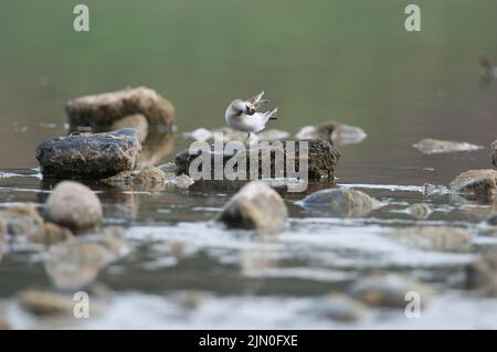 Am wenigsten Sandpiper auf einem Stein im Chemung River Stockfoto