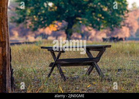 Leerer Tisch am sonnigen Tag. Gartenmöbel für die Freizeit in der Natur. Holztisch unter dem Baum im Sommer Obstgarten. Outdoor-Möbel aus Holz für Picn Stockfoto