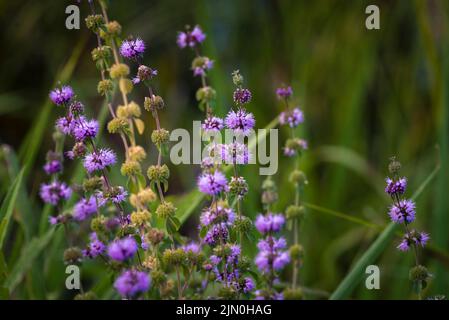 Blühendes Mentha pulegium im medizinischen botanischen Garten Fluss Wiese gefüllt mit lila pennyroyalen Blumen in späten Nachmittag Licht, verschwommen Bokeh. Stockfoto