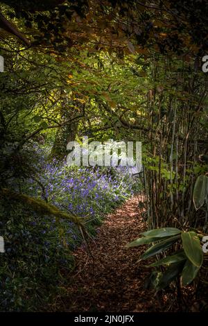 Bluebells wachsen in der Nähe eines Fußweges im wilden subtropischen Penjjick Garden in Cornwall. Stockfoto