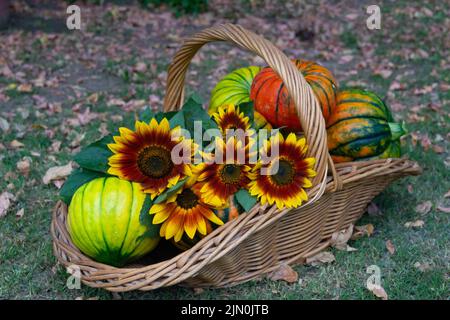Korb voll von Kürbissen, Äpfeln und verschiedenen Herbstfrüchten und Blumen Stockfoto