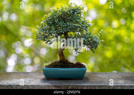 Bonsai-Baum auf Steintisch und grün-weiß verschwommenes Bokeh Stockfoto