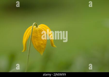 Die Unterseite einer Clematis Tangutica Blume mit ihren schönen gelben Blütenblättern. Fotografiert vor einem unscharf grünen Laubhintergrund Stockfoto