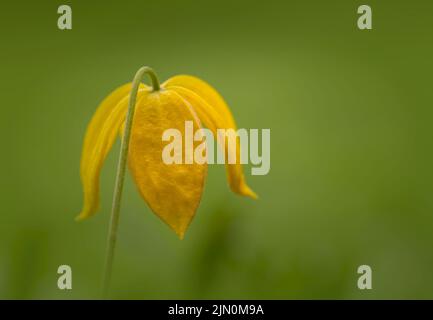 Die Unterseite einer Clematis Tangutica Blume mit ihren schönen gelben Blütenblättern. Fotografiert vor einem unscharf grünen Laubhintergrund Stockfoto