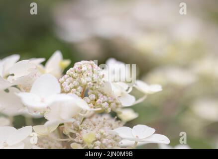 Eine Nahaufnahme des Blütenkopfes einer schönen weißen Hortensia mit offenen Blütenblättern und Knospen Stockfoto
