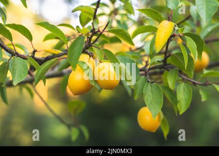 Kirschpflaumenbaum mit Früchten. Reife gelbe Beeren auf einem Zweig im Obstgarten im Sommer. Selektiver Fokus. Wunderschönes Bokeh. Myrobalan Pflaume und grün Stockfoto