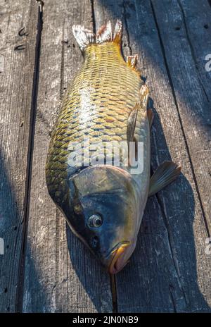 Schöner großer Karpfen. Angeln. Karpfenfischen. Angelabenteuer, Karpfenfischen. Spiegelkarpfen (Cyprinus carpio),. Trophäe „Angler“. Sonnenuntergang Live frisch nur cau Stockfoto