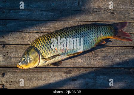 Schöner großer Karpfen. Angeln. Karpfenfischen. Angelabenteuer, Karpfenfischen. Spiegelkarpfen (Cyprinus carpio),. Trophäe „Angler“. Sonnenuntergang Live frisch nur cau Stockfoto