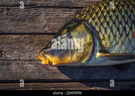 Schöner großer Karpfen. Angeln. Karpfenfischen. Angelabenteuer, Karpfenfischen. Spiegelkarpfen (Cyprinus carpio),. Trophäe „Angler“. Sonnenuntergang Live frisch nur cau Stockfoto