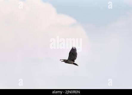 Fliegender Jungreiher (Nycticorax nycticorax) Stockfoto