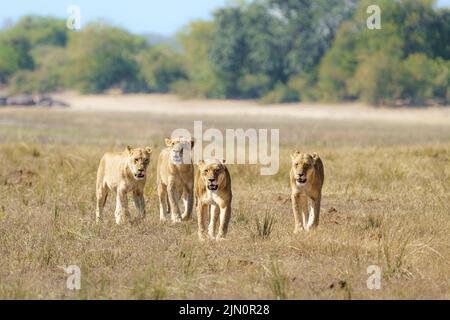 Löwinnen (Panthera leo) 4 Erwachsene Tiere laufen in einer Reihe zur Kamera. Chobe National Park, Botswana, Afrika Stockfoto