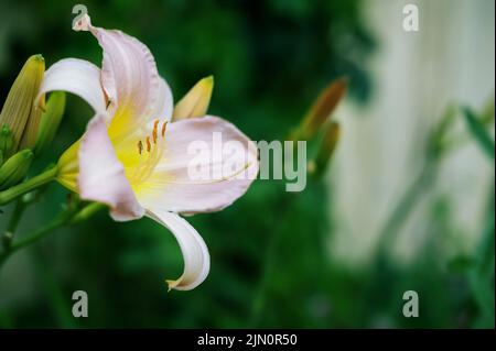 Nahaufnahme von Perlenblüten von großen Arktischen Schneelilien im Garten. Natürlicher natürlicher natürlicher Hintergrund von Blumen. Speicherplatz kopieren Stockfoto