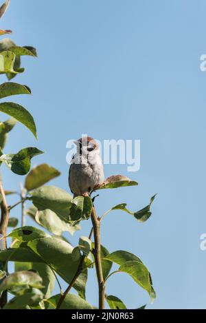 Thront Baum-Spatz (Passer Montanus) Stockfoto