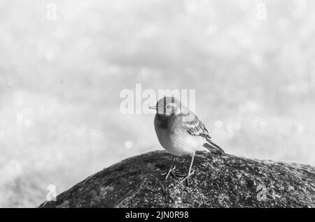 Juvenile White Wagtail (Motacilla alba) Stockfoto