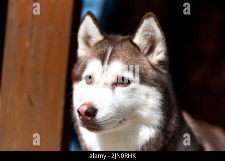 Porträt einer Husky, schwarz-weißen Farbe in der Sonne. Hochwertige Fotos Stockfoto