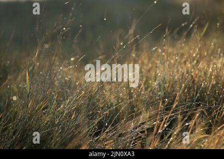 Elytrigia. Krautige Hintergrund der saftigen hohen grünen Couch Gras Nahaufnahme. Frisches junges helles Gras Elymus repens schöne Kräuterstruktur, Frühling. Wa Stockfoto