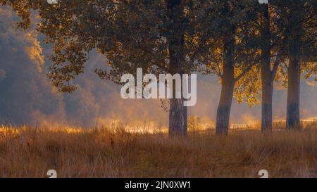 Schöne magische Herbstlandschaft Pappelbaum Wald, Nebel Nebel Sonnenaufgang, Flussufer trockenes Gras, Küste See Natur früh atemberaubend neblig, Panorama erstaunlich Stockfoto