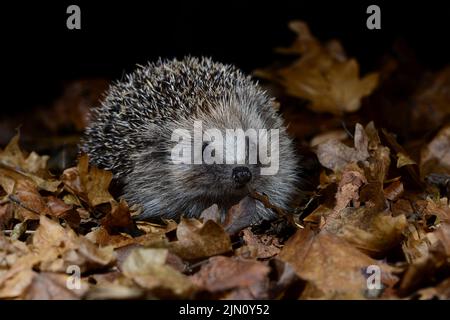 Igel, die im Herbst im Blattstreu sammeln Stockfoto