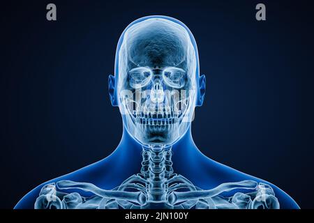 Röntgenbild der anterioren oder vorderen Ansicht des Schädels eines erwachsenen Mannes mit isolierten Körperkonturen auf blauem Hintergrund 3D Rendering Illustration. Anatomie, Medicin Stockfoto