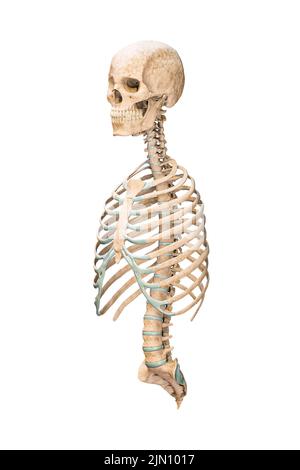 Genaue 3-Viertel-Vorderansicht oder Vorderansicht von axialen Knochen des menschlichen Skelettsystems oder Skeletts isoliert auf weißem Hintergrund 3D Rendering illustrati Stockfoto