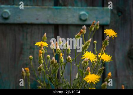 Gelb blühende Sonchus arvensis oder Feld Sowthistle.Old Holztor gemalt türkisfarbenen Hintergrund Stockfoto