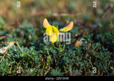 Einzelne Blume mit zwei Knospen des Vogelfußkleebes, die in einem Rasen wachsen. Stockfoto