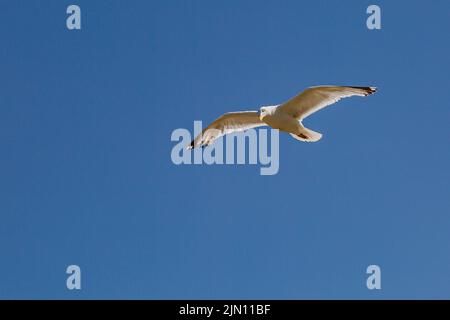 Eine niedrige Ansicht einer Möwe im Flug, mit einem klaren blauen Himmel dahinter Stockfoto