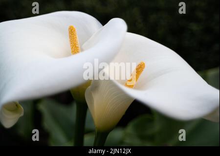 Paar Arumlilien Stockfoto
