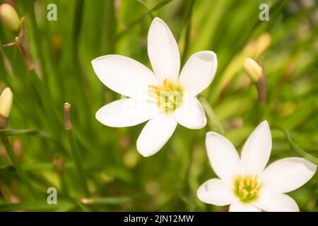 Habranthus-Arten, argentinische Regenlilie, brasilianische Kupferlilie, Märchenlilie, Zphyranthe-Blüten blühen bei natürlichem Tageslicht Stockfoto