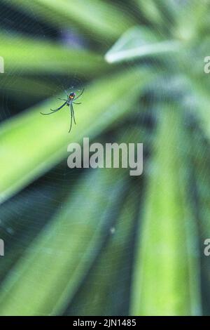 Eine vertikale Nahaufnahme einer jungen Orchideenspinne in einem Netz. Leucauge venusta. Stockfoto