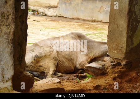 Indische Bauern gibt Kräutermischung für klumpige Hautkrankheit zusammengesetzt auftreten, um Kühe in den Außenbezirken Dorf Ajmer, Rajasthan, Indien am 06. August 2022. Foto von ABACAPRESS.COM Stockfoto