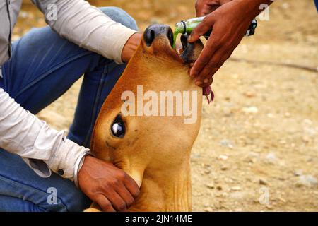 Indische Bauern gibt Kräutermischung für klumpige Hautkrankheit zusammengesetzt auftreten, um Kühe in den Außenbezirken Dorf Ajmer, Rajasthan, Indien am 06. August 2022. Foto von ABACAPRESS.COM Stockfoto