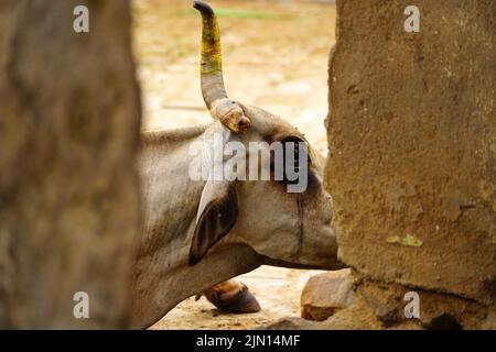 Indische Bauern gibt Kräutermischung für klumpige Hautkrankheit zusammengesetzt auftreten, um Kühe in den Außenbezirken Dorf Ajmer, Rajasthan, Indien am 06. August 2022. Foto von ABACAPRESS.COM Stockfoto