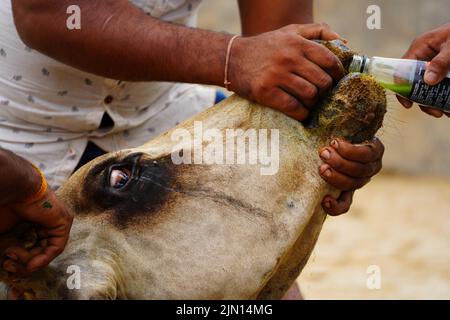 Indische Bauern gibt Kräutermischung für klumpige Hautkrankheit zusammengesetzt auftreten, um Kühe in den Außenbezirken Dorf Ajmer, Rajasthan, Indien am 06. August 2022. Foto von ABACAPRESS.COM Stockfoto