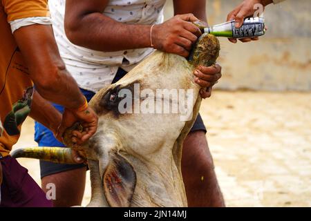 Indische Bauern gibt Kräutermischung für klumpige Hautkrankheit zusammengesetzt auftreten, um Kühe in den Außenbezirken Dorf Ajmer, Rajasthan, Indien am 06. August 2022. Foto von ABACAPRESS.COM Stockfoto