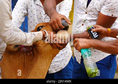 Indische Bauern gibt Kräutermischung für klumpige Hautkrankheit zusammengesetzt auftreten, um Kühe in den Außenbezirken Dorf Ajmer, Rajasthan, Indien am 06. August 2022. Foto von ABACAPRESS.COM Stockfoto