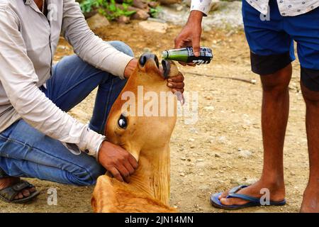 Indische Bauern gibt Kräutermischung für klumpige Hautkrankheit zusammengesetzt auftreten, um Kühe in den Außenbezirken Dorf Ajmer, Rajasthan, Indien am 06. August 2022. Foto von ABACAPRESS.COM Stockfoto