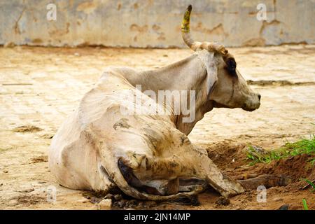 Indische Bauern gibt Kräutermischung für klumpige Hautkrankheit zusammengesetzt auftreten, um Kühe in den Außenbezirken Dorf Ajmer, Rajasthan, Indien am 06. August 2022. Foto von ABACAPRESS.COM Stockfoto