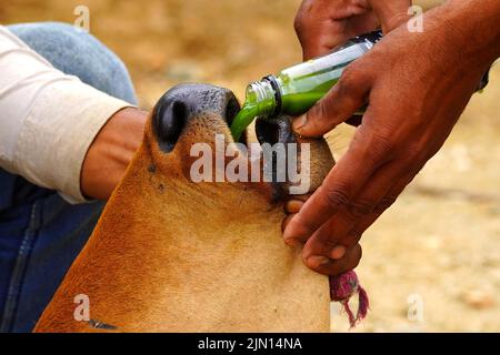 Indische Bauern gibt Kräutermischung für klumpige Hautkrankheit zusammengesetzt auftreten, um Kühe in den Außenbezirken Dorf Ajmer, Rajasthan, Indien am 06. August 2022. Foto von ABACAPRESS.COM Stockfoto