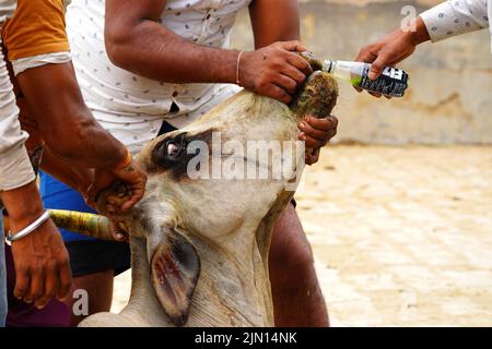 Indische Bauern gibt Kräutermischung für klumpige Hautkrankheit zusammengesetzt auftreten, um Kühe in den Außenbezirken Dorf Ajmer, Rajasthan, Indien am 06. August 2022. Foto von ABACAPRESS.COM Stockfoto