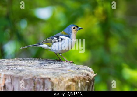 Männlicher Buchfink aus Madeira (Fringilla coelebs maderensis) im Parque de estacionamento, Ribeiro Frio, Madeira, Portugal Stockfoto