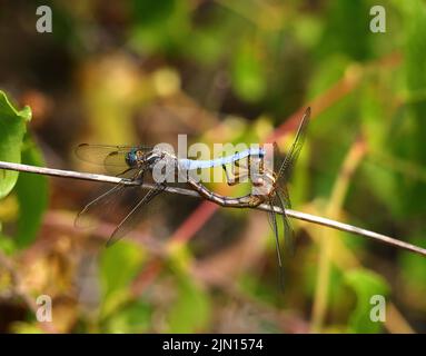 Kieled Skimmer Libellen - Orthetrum Coerulesce, Paarung auf einem Zweig in ihrer natürlichen Umgebung. Makrofoto, selektiver geringer Fokus für Effekte. Stockfoto