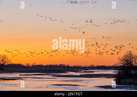 Sandhill-Kraniche (Grus canadensis) bereit zum Aufbruch, Platte River, Sonnenuntergang, früher Frühling, Nebraska, USA, von Dominique Braud/Dembinsky Photo Assoc Stockfoto