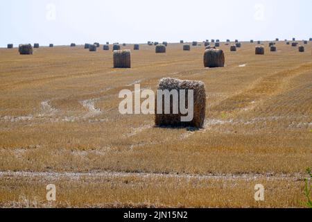 Heu in Rollen auf einem gemähtem Feld Stockfoto