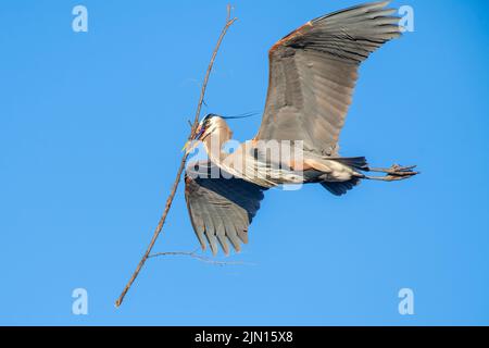 Blaureiher, fliegend, Nistmaterial zum Nest tragend, E Nordamerika, von Dominique Braud/Dembinsky Photo Assoc Stockfoto