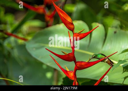 Kleiner Hummingbird, der auf einer roten Blume thront Stockfoto