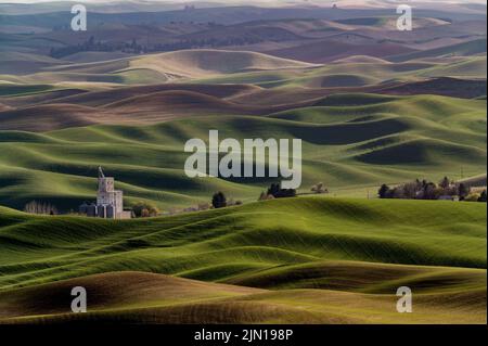 Eine schöne grüne Landschaft der sanften Hügel mit Weizenfeldern von Palouse in Washington bedeckt Stockfoto