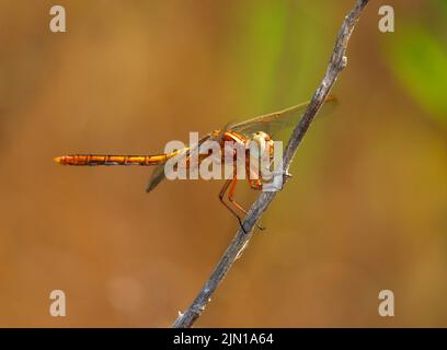 Weiblicher Kielenabschäumer Libelle - Orthetrum Coerulesce auf einem Zweig in seiner natürlichen Umgebung. Makrofoto, selektiver geringer Fokus für Effekte. Stockfoto